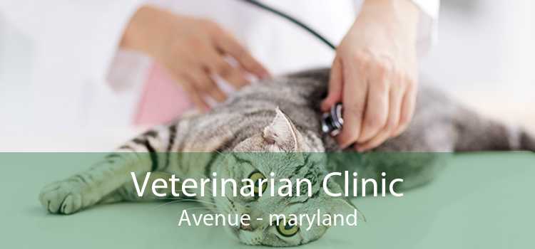 Veterinarian Clinic Avenue - maryland
