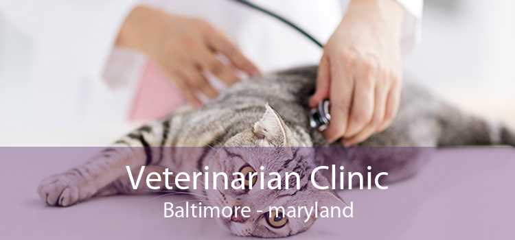 Veterinarian Clinic Baltimore - maryland
