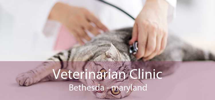 Veterinarian Clinic Bethesda - maryland