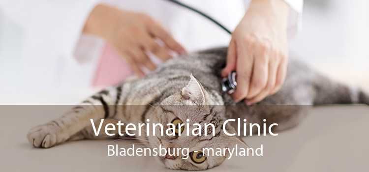 Veterinarian Clinic Bladensburg - maryland