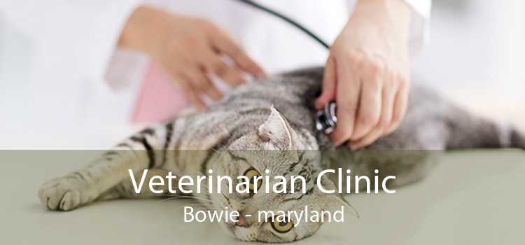 Veterinarian Clinic Bowie - maryland