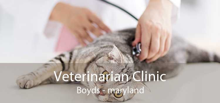 Veterinarian Clinic Boyds - maryland
