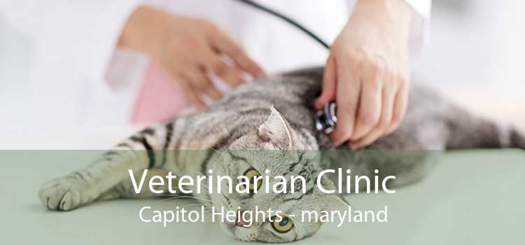 Veterinarian Clinic Capitol Heights - maryland