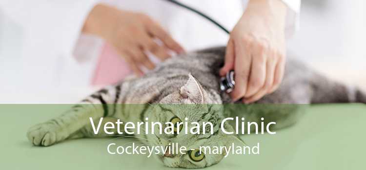 Veterinarian Clinic Cockeysville - maryland