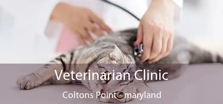 Veterinarian Clinic Coltons Point - maryland