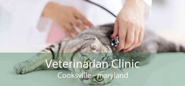 Veterinarian Clinic Cooksville - maryland
