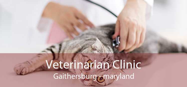 Veterinarian Clinic Gaithersburg - maryland
