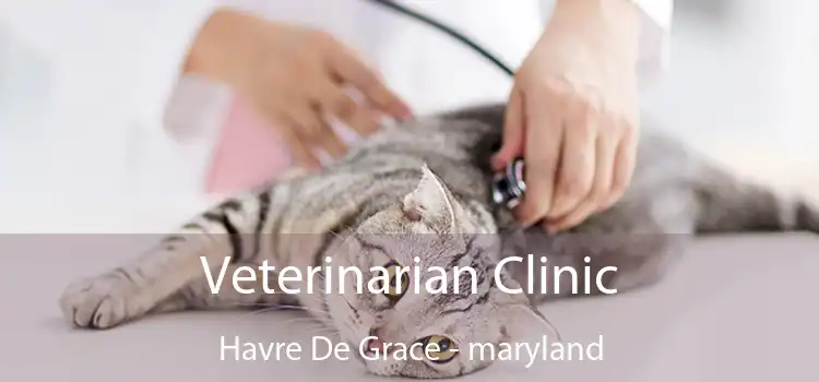 Veterinarian Clinic Havre De Grace - maryland