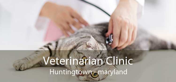 Veterinarian Clinic Huntingtown - maryland