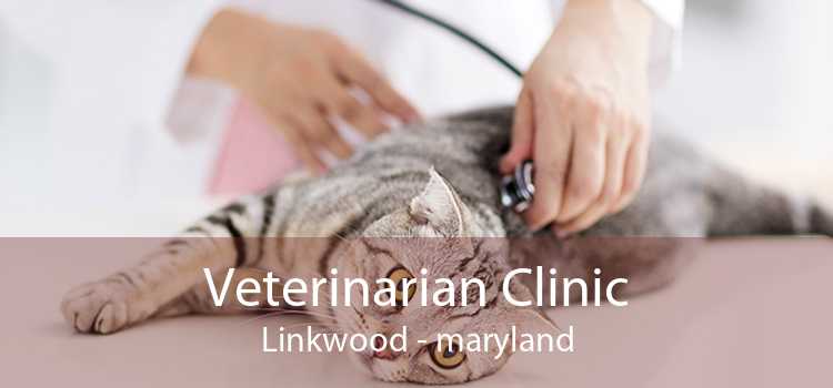 Veterinarian Clinic Linkwood - maryland