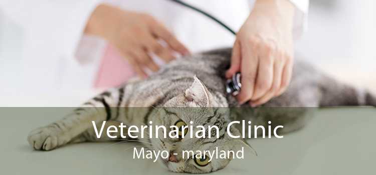 Veterinarian Clinic Mayo - maryland