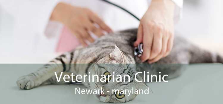 Veterinarian Clinic Newark - maryland