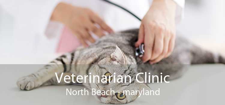 Veterinarian Clinic North Beach - maryland