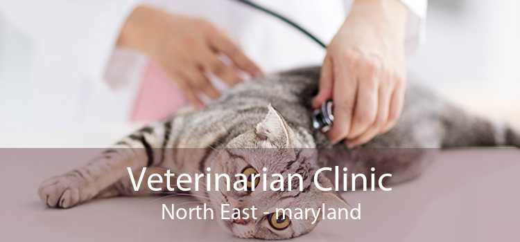 Veterinarian Clinic North East - maryland