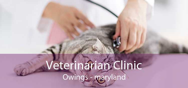 Veterinarian Clinic Owings - maryland