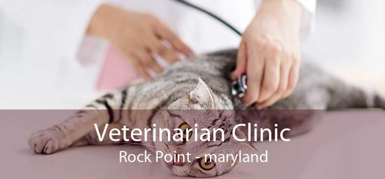 Veterinarian Clinic Rock Point - maryland
