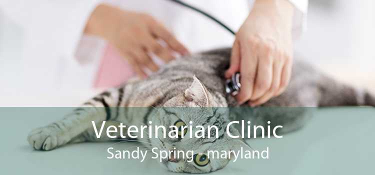 Veterinarian Clinic Sandy Spring - maryland