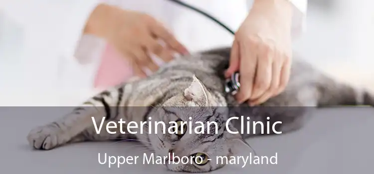 Veterinarian Clinic Upper Marlboro - maryland