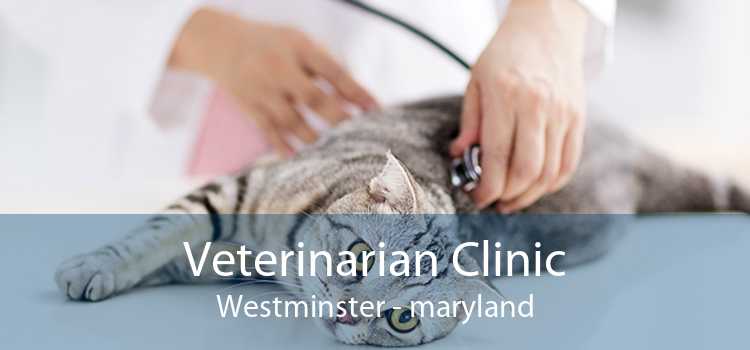 Veterinarian Clinic Westminster - maryland