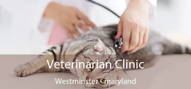 Veterinarian Clinic Westminster - maryland