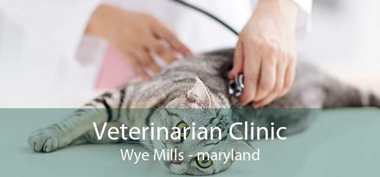 Veterinarian Clinic Wye Mills - maryland