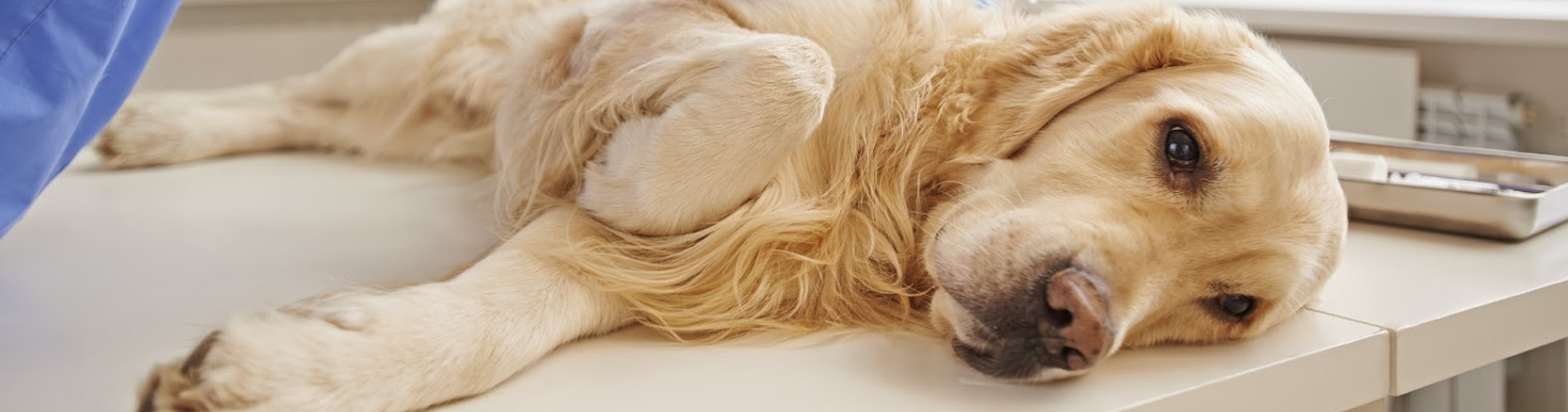 Pet Euthanasia Westminster Dog & Cat Euthanasia At Home Westminster