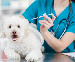 dog vaccinations in Rosedale