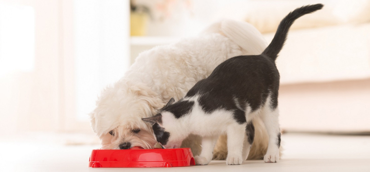 animal hospital nutritional guidance in Saint James