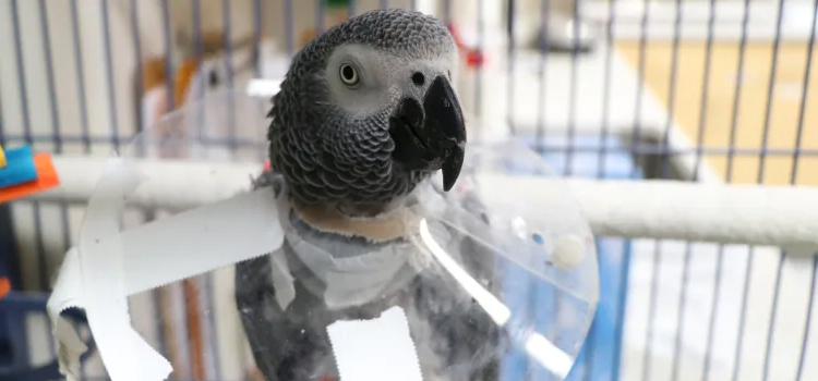bird regular veterinary dispensary in Edgewood clinic