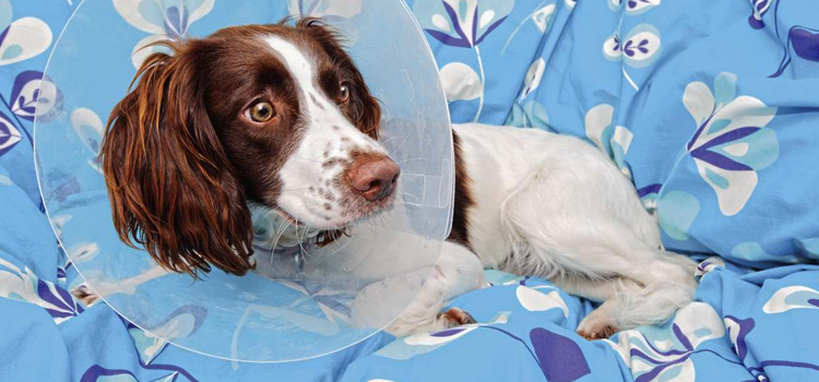 spay and neuter procedure in Barnesville
