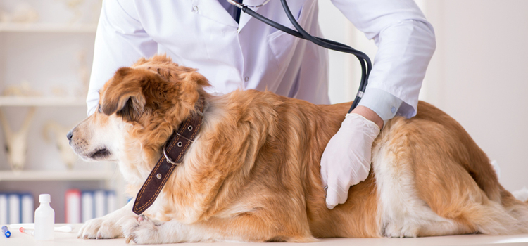 24/7 Vet Emergency Vet surgery in White Marsh