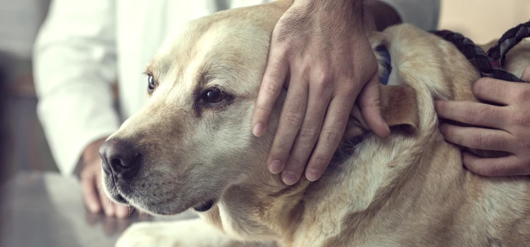 Dog Euthanasia Drugs operation in Rock Point